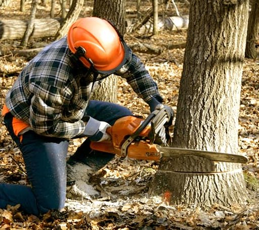 Tree Removal in Mcleod, TX